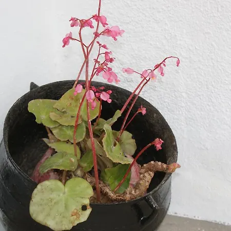 Vakantiehuis Cantinho Do Mar *