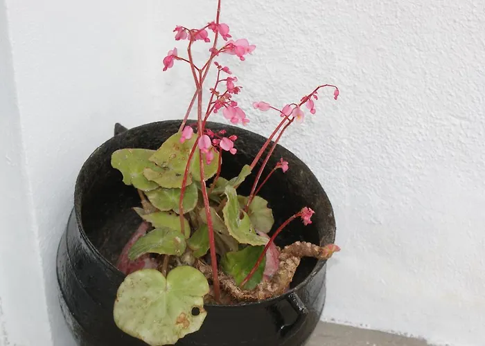 Σπίτι διακοπών Cantinho Do Mar *